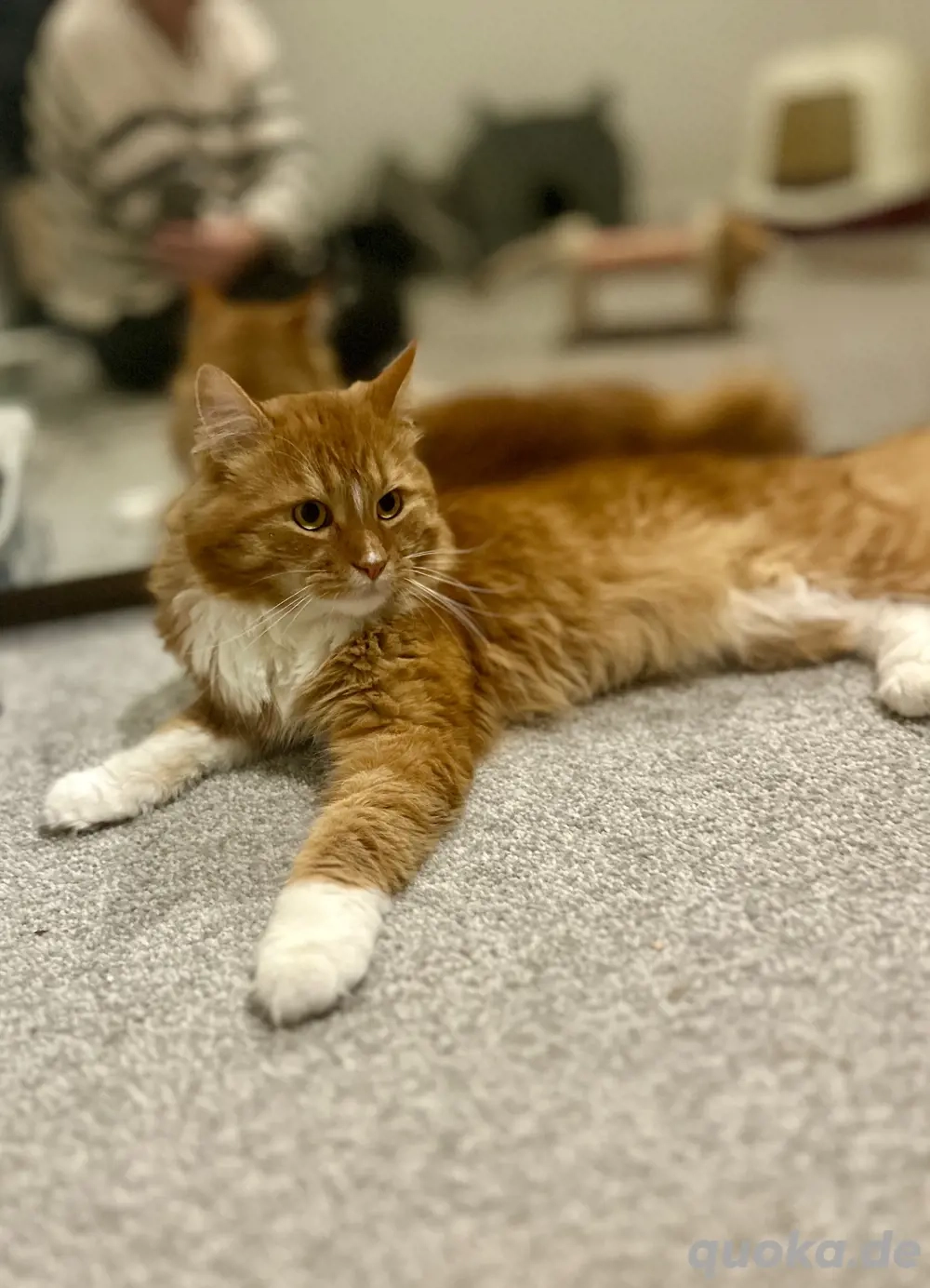 Reinrassiger Maine Coon Deckkater