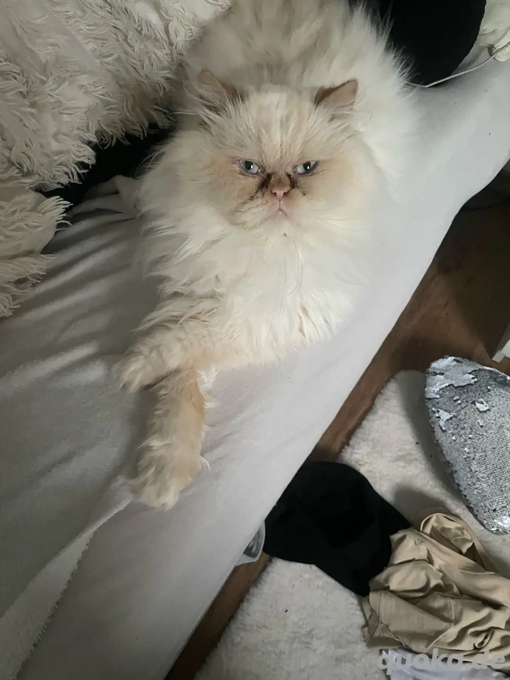 Perser-Kater (Himalayan Colourpoint).