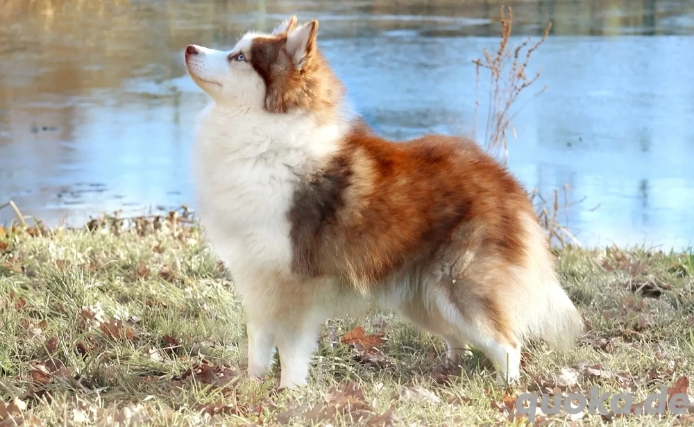 Nordic Dream - Deckrüde 