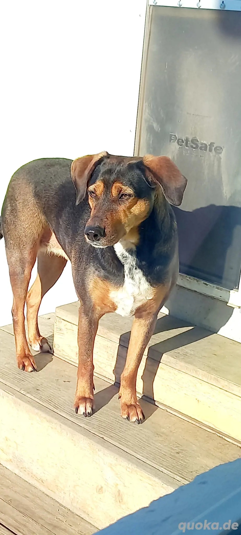 Sweety, hübsche Ludogorsko Hündin 