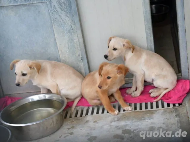 Icks sucht sein Zuhause