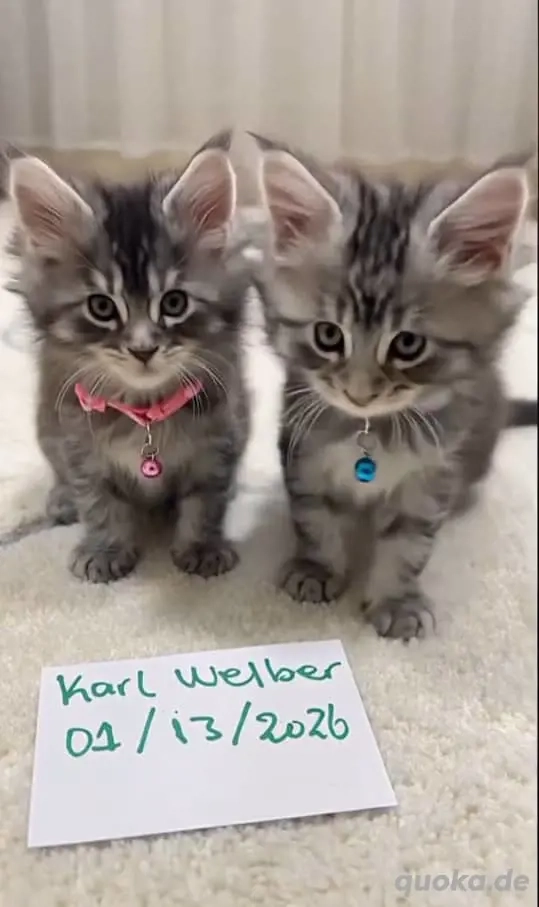 Maine Coon Kitten Stammbaum