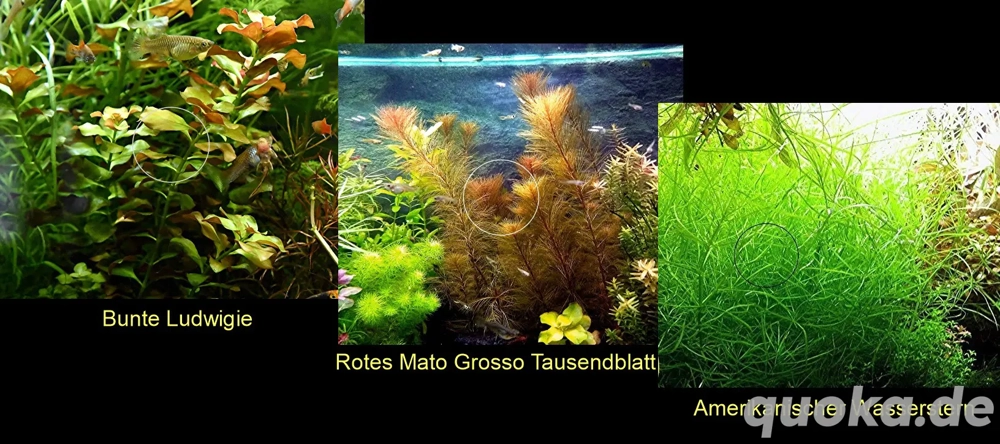 Bunte Ludwigie, Rotes Tausendblatt, amerik. Wasserstern, ab 4 
