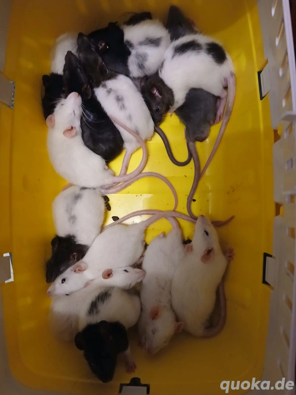 Zwergfarbrattenbabys aus liebevollen Händen abzugeben m w