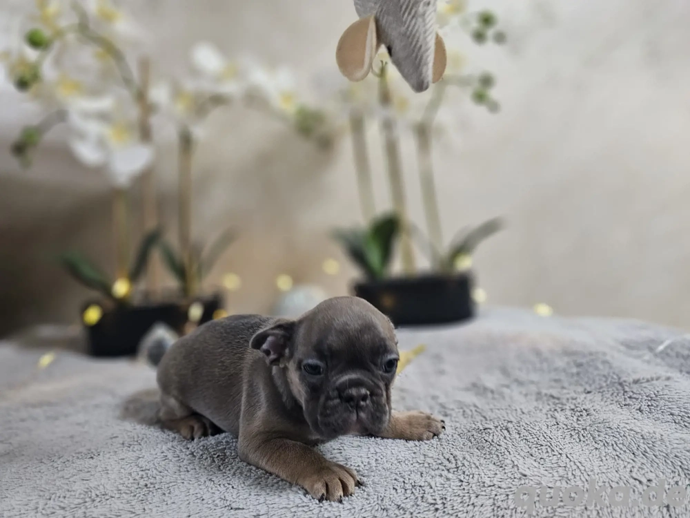 Französische Bulldoggen Welpen 