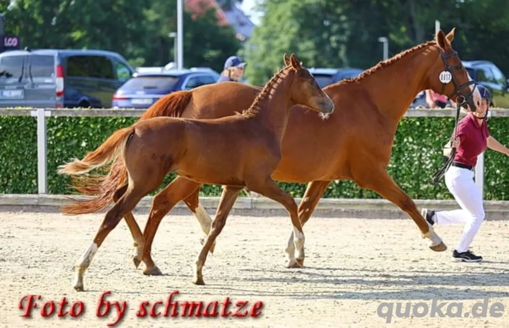 Stute, Fohlen,Fuchs, Championatsfohlen, Fashion in Black x Quaterback!