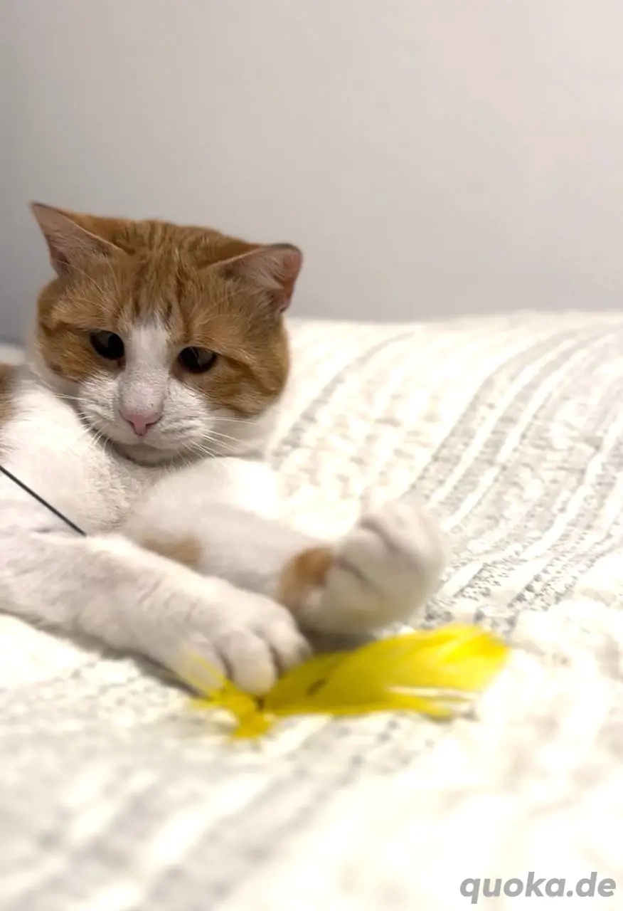 Kätzchen Persik sucht ein Zuhause 