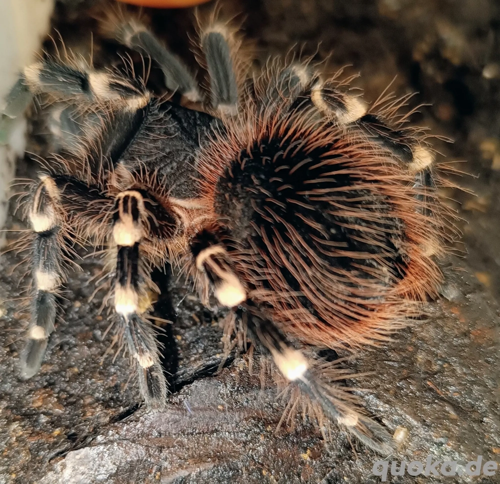 Acanthoscurria geniculata  