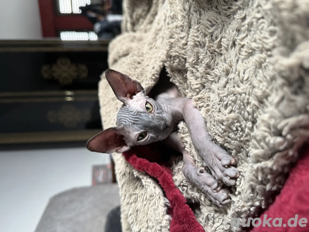 Canadian Sphinx  Sphynx Kitten Kater