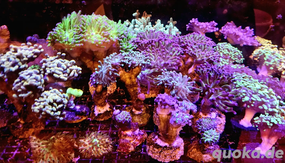 Golden Nugget, Paraancora,... Meerwasser Korallenableger