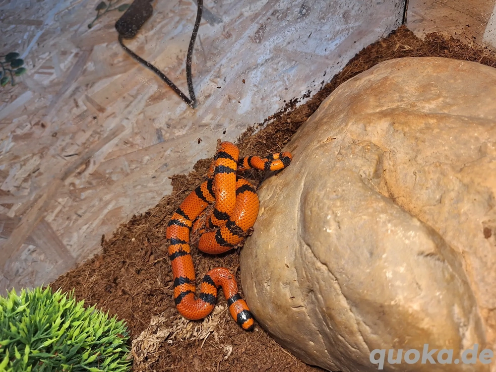 1.1 Lampropeltis Triangulum Hondurensis Tangerine 