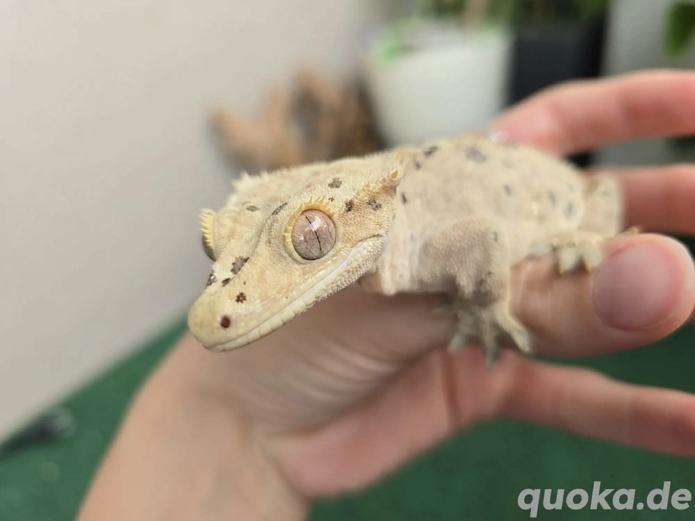 0.1 Correlophus ciliatus Kronengecko "Tsuyu"