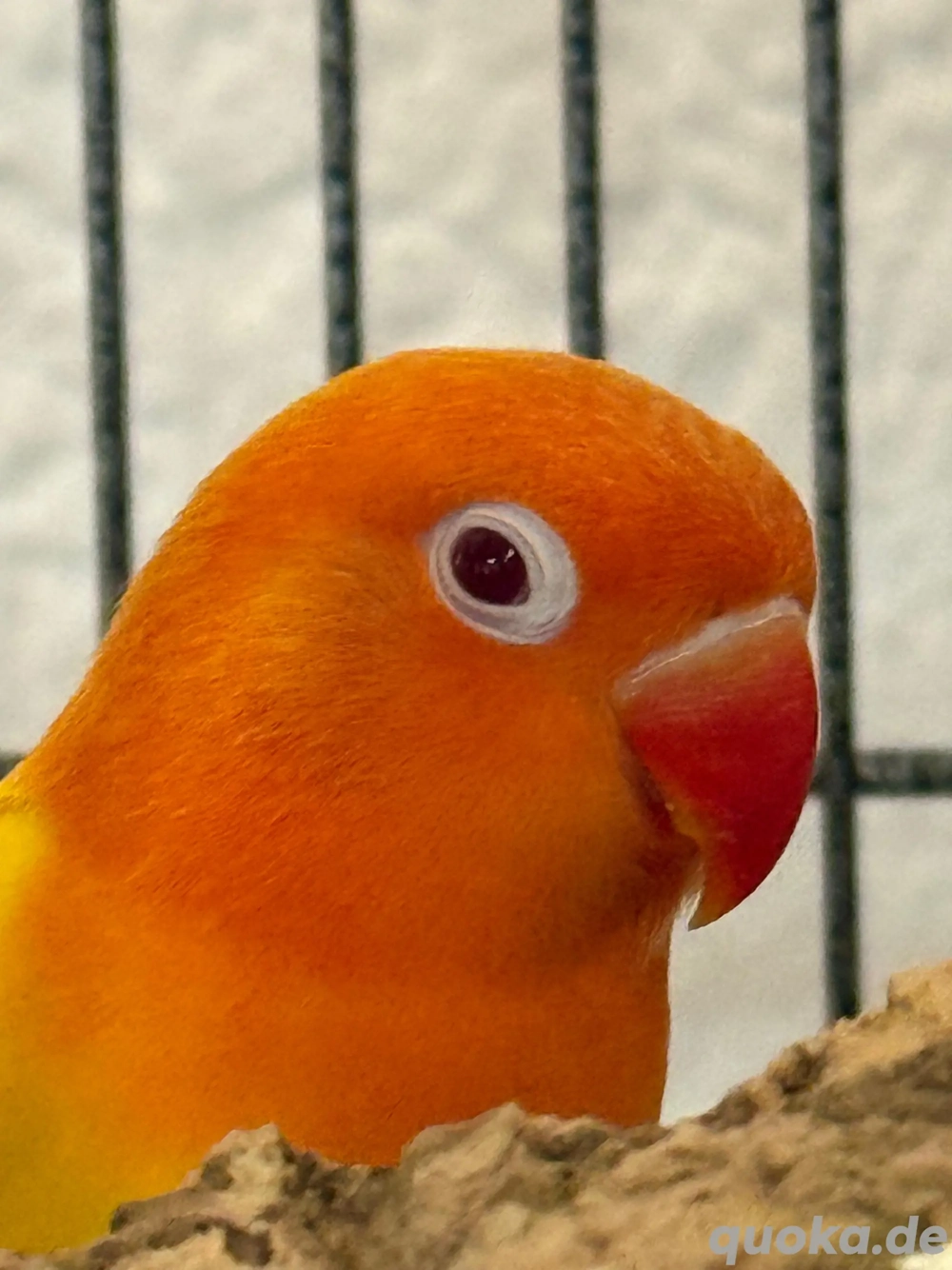 Pfirsichköpfchen (Agaporniden)