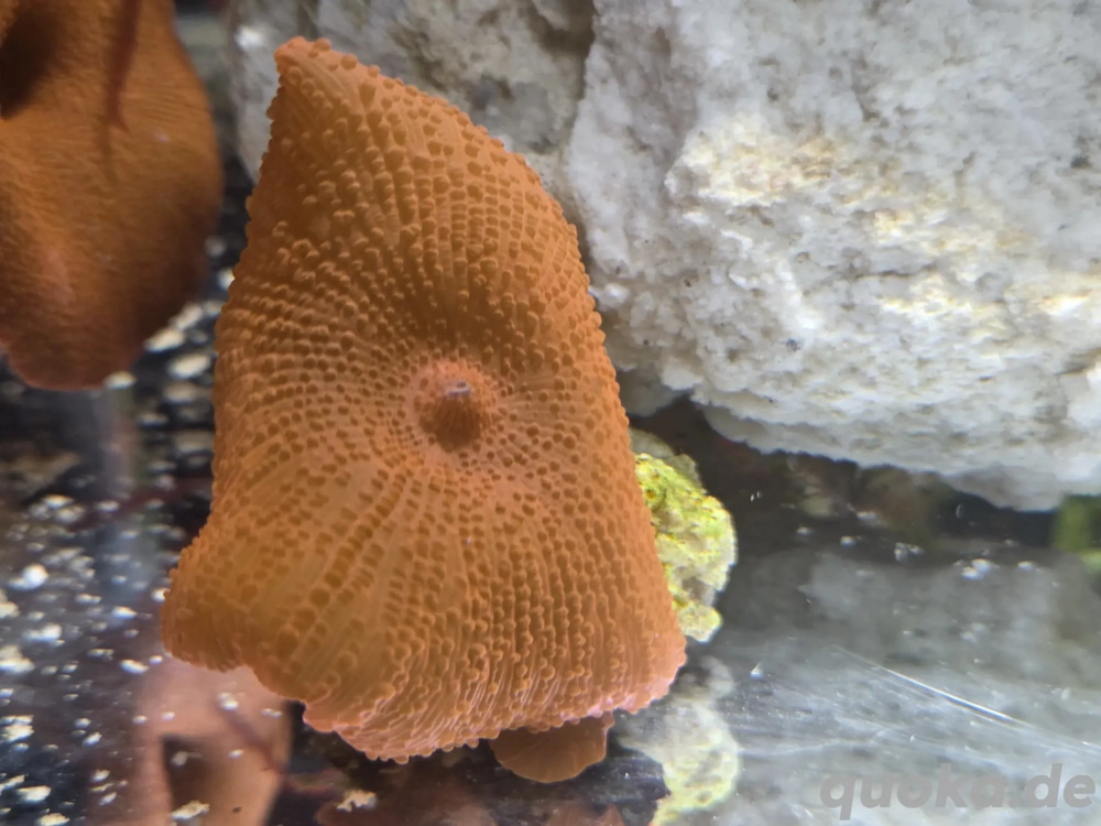 Scheibenanemone Rot - Meerwasser Korallen