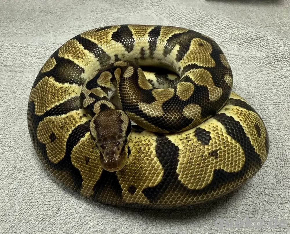 1.0 Pastel DH DG Clown