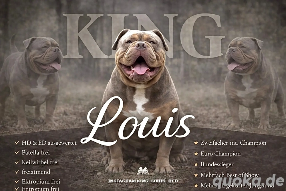 Old English Bulldog Deckrüde 