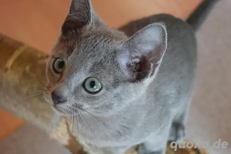 Russisch Blau mit Stammbaum Abgabebereit!