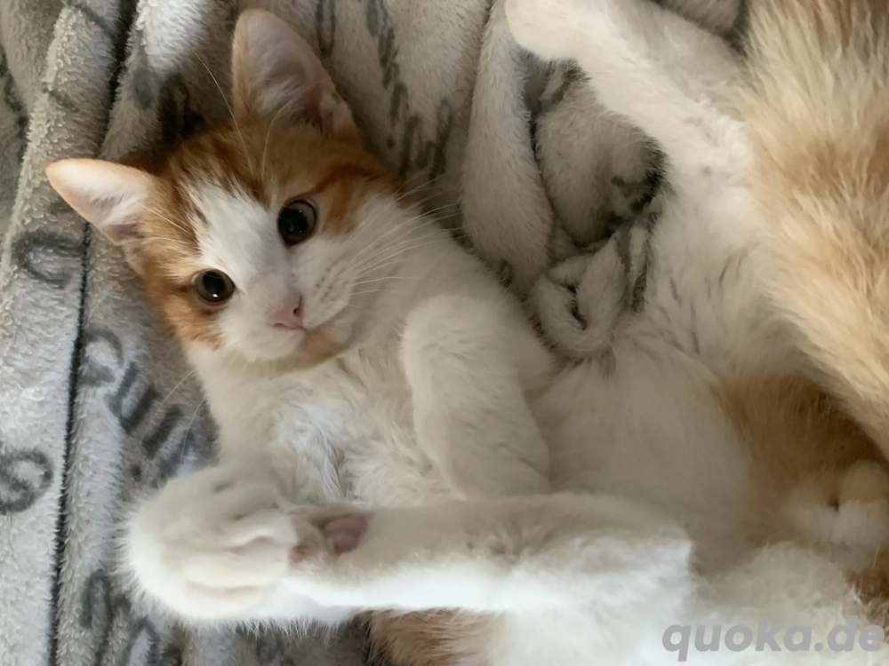 2 Katzen in liebevolles Zuhause abzugeben 