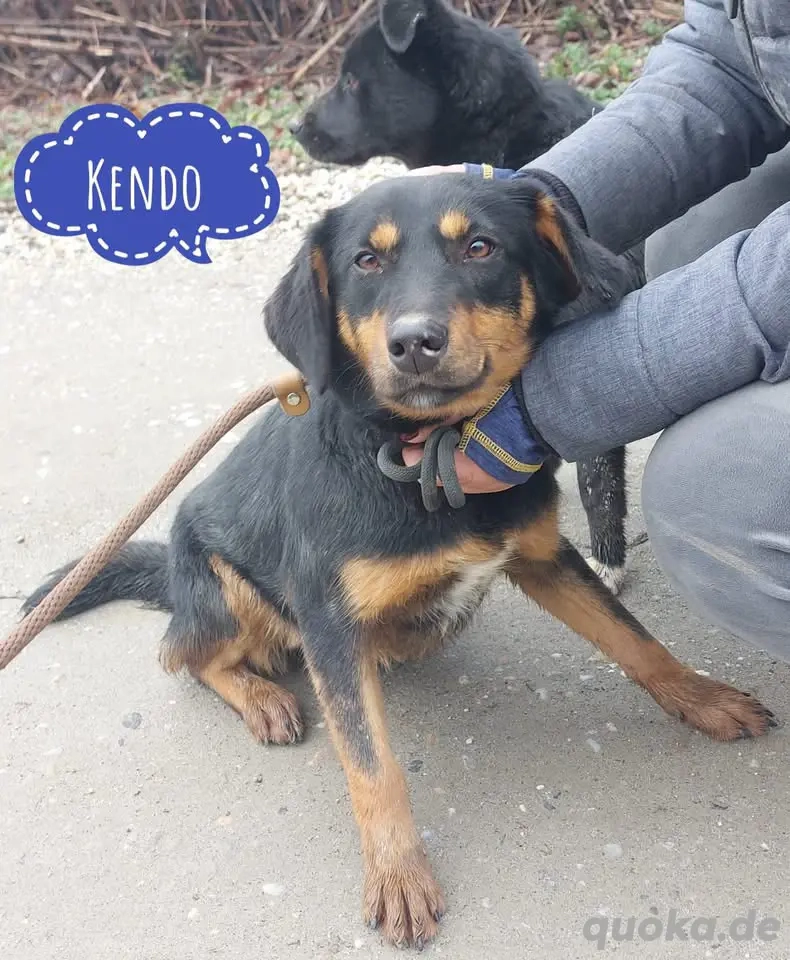 Kendo, süßer und junger Mischlingsrüde, sucht dringend ein Zuhause