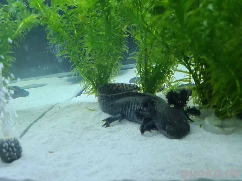 Axolotl schwarz 9 Monate alt