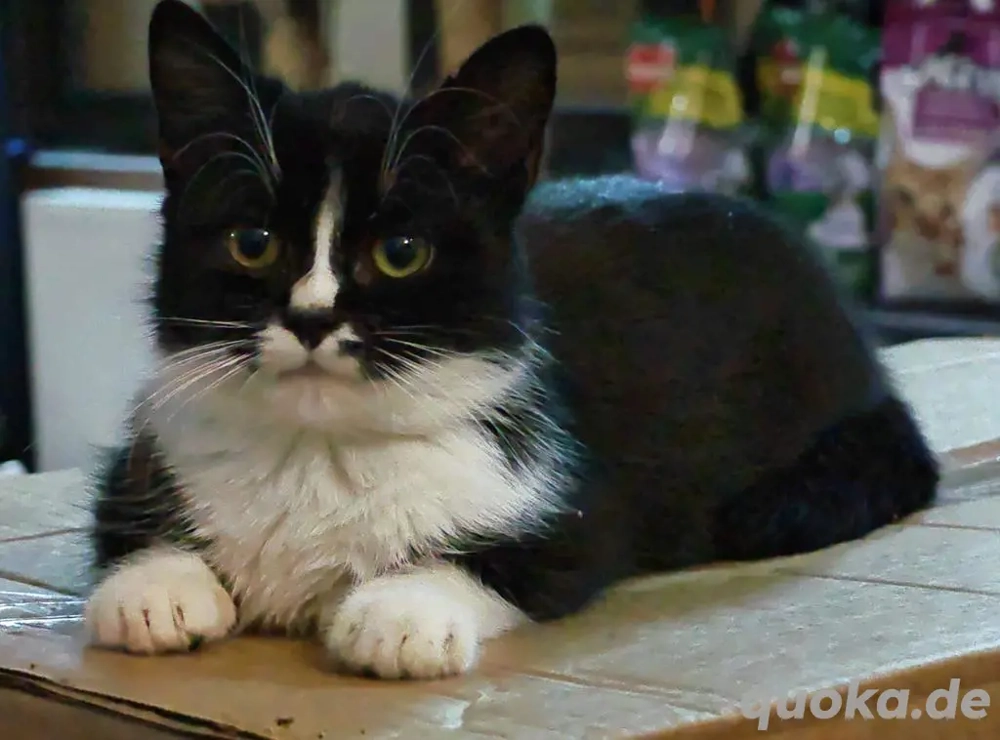 supersüße kleine Katze Munky sucht ein tolles Zuhause