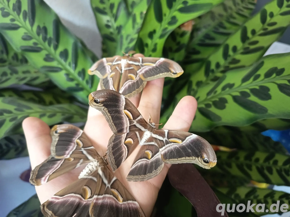 Samia ricini Motte Falter Götterbaumspinner Schmetterling 