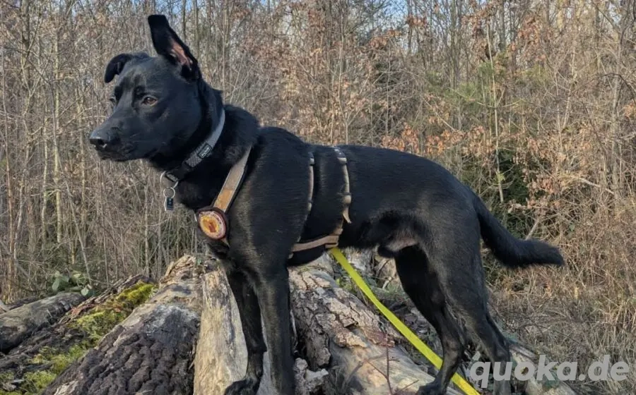 Zuhause gesucht für Leno