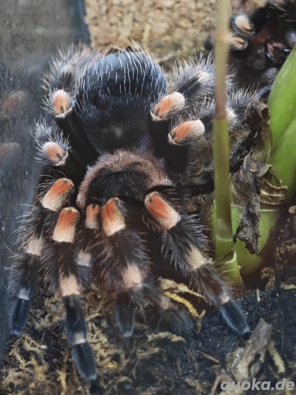 Vogelspinne zu verkaufen Weibchen 