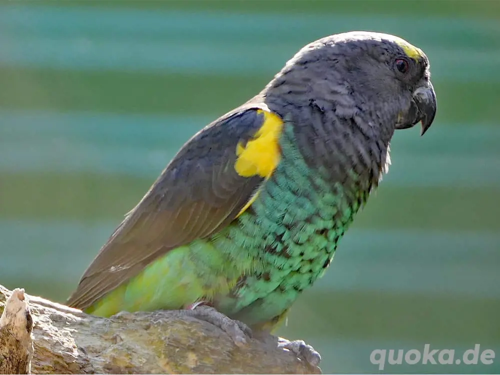 Suche Goldbugpapagei Meyerspapagei Henne