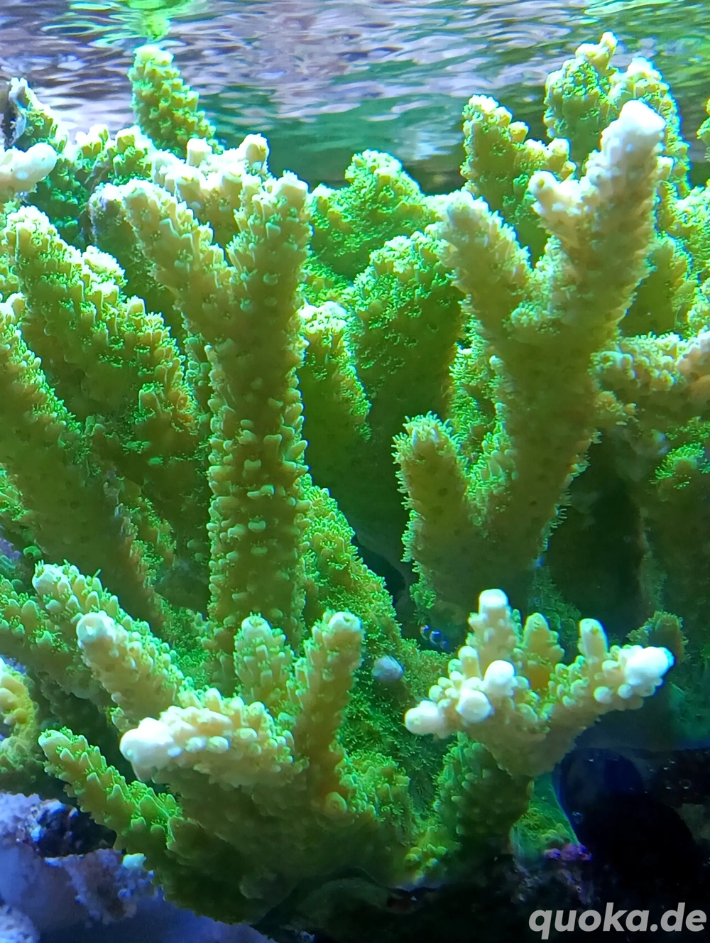 Meerwasser- Korallenableger mit Versand- Acropora tumida ( Enzmann)