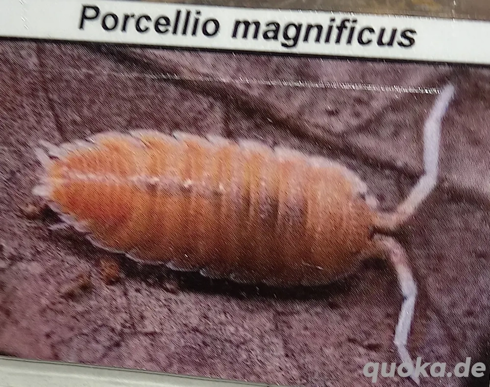 Porcellio magnificus Orange