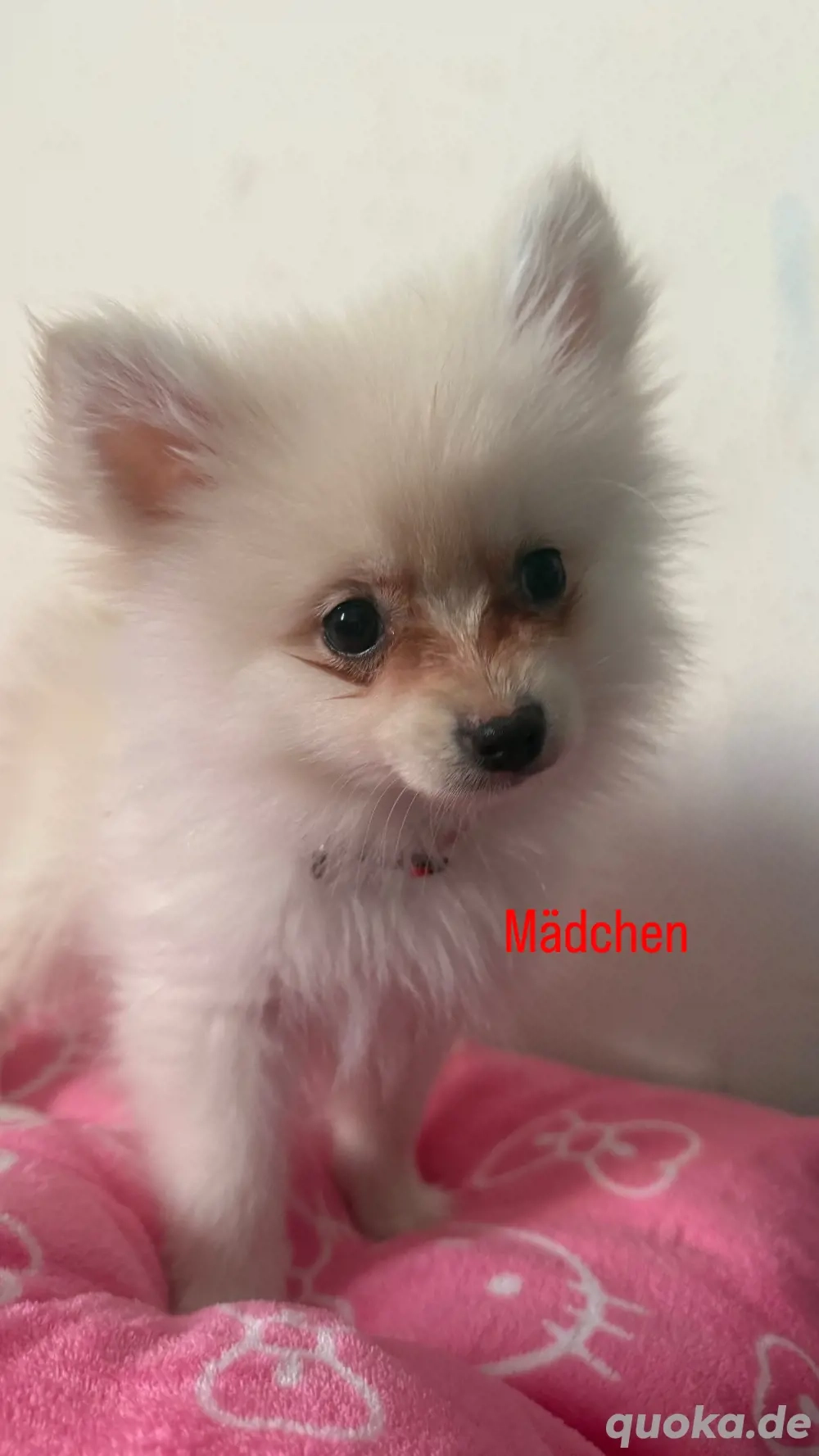 Pomeranian   Deutscher spitz