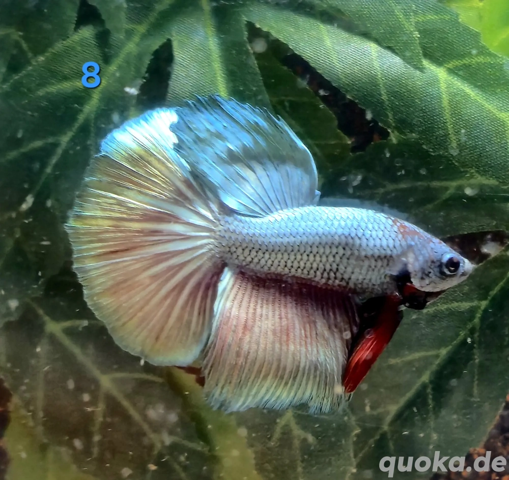Kampffisch Männchen Betta splendens Halfmoon 