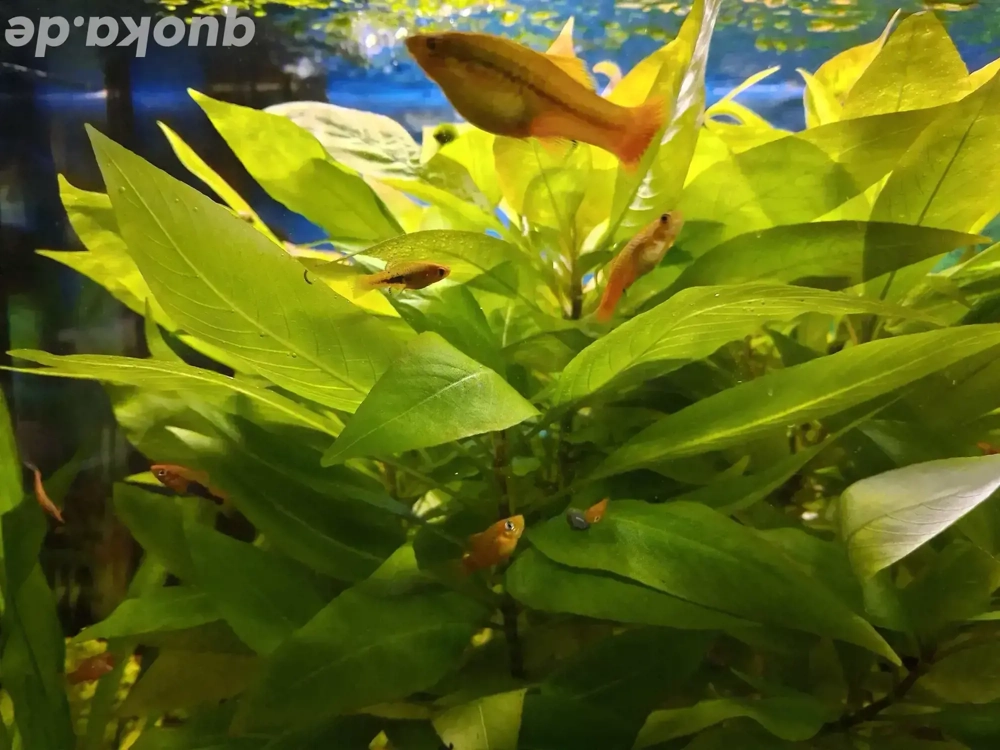 Platys orange und schwarz