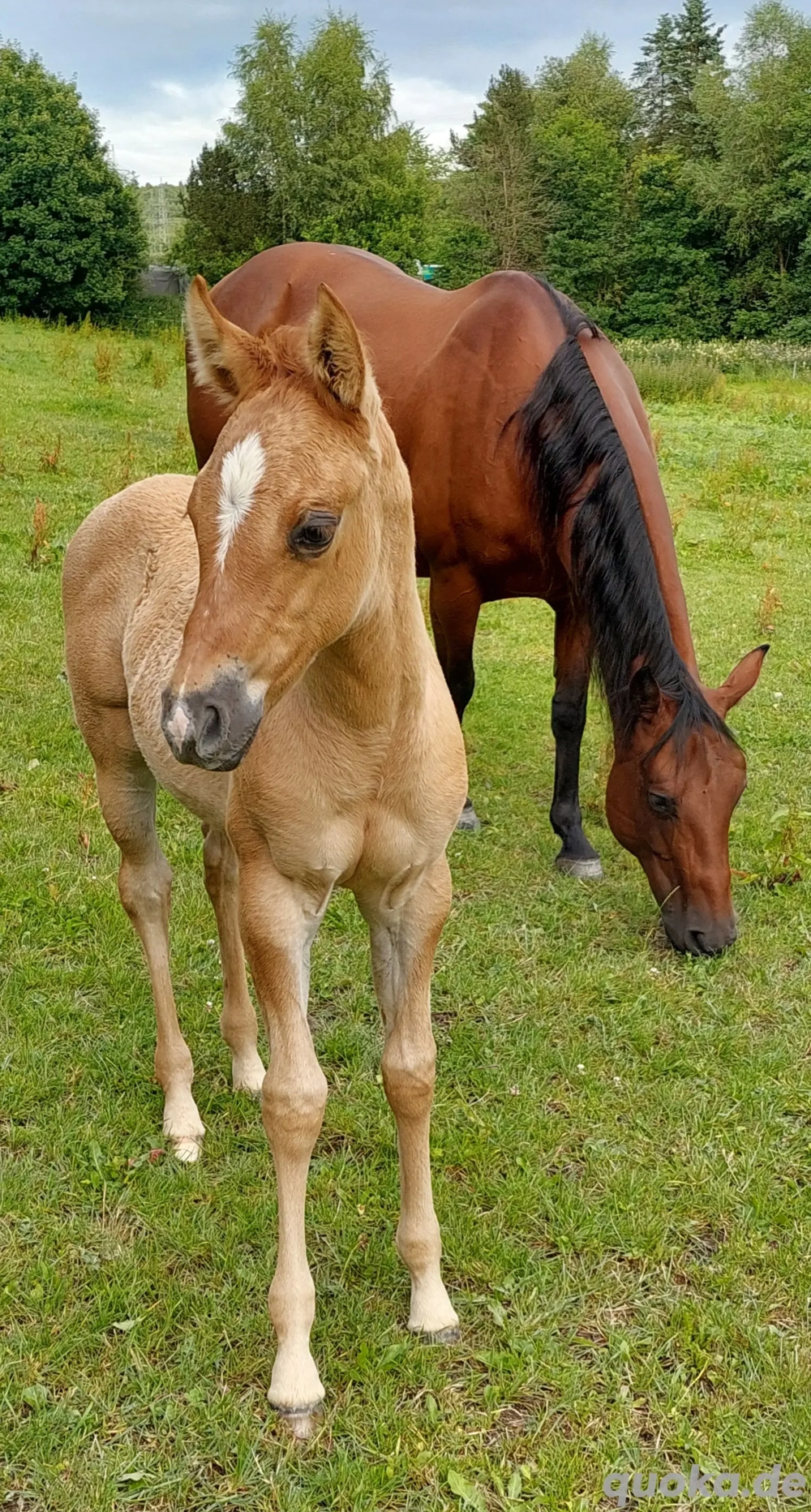 Quarter Horse Stut Fohlen 