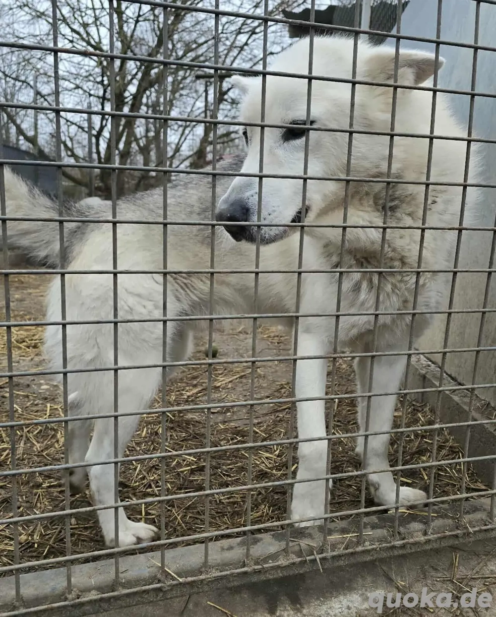 Kenai (geb. 2017) in ungarischem Tierheim sucht ein Zuhause