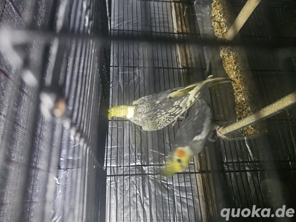 Nymphensittich  Paar 