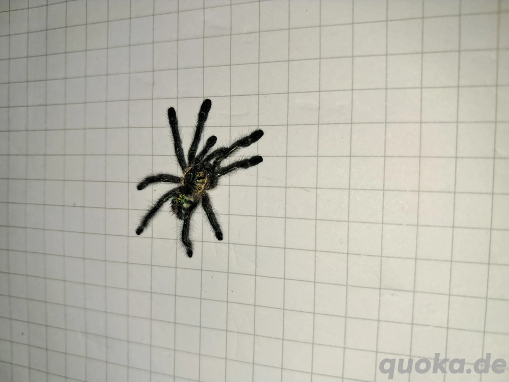 Ybyrapora diversipes Vogelspinne 