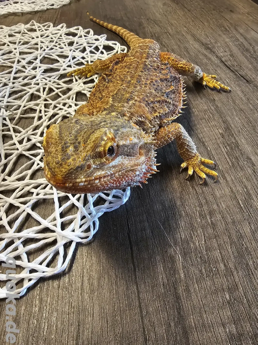 Bartagame Weibchen handzahm