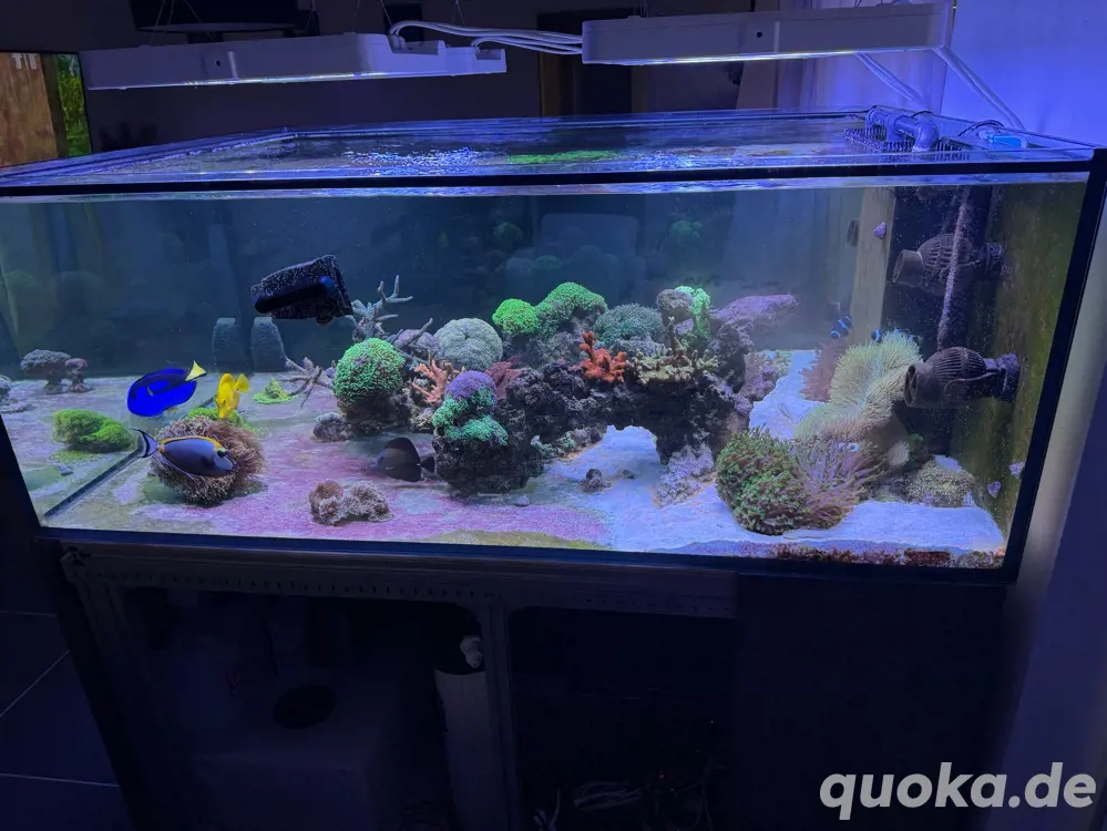 Meerwasser Aquarium inc Technik (keine tiere)
