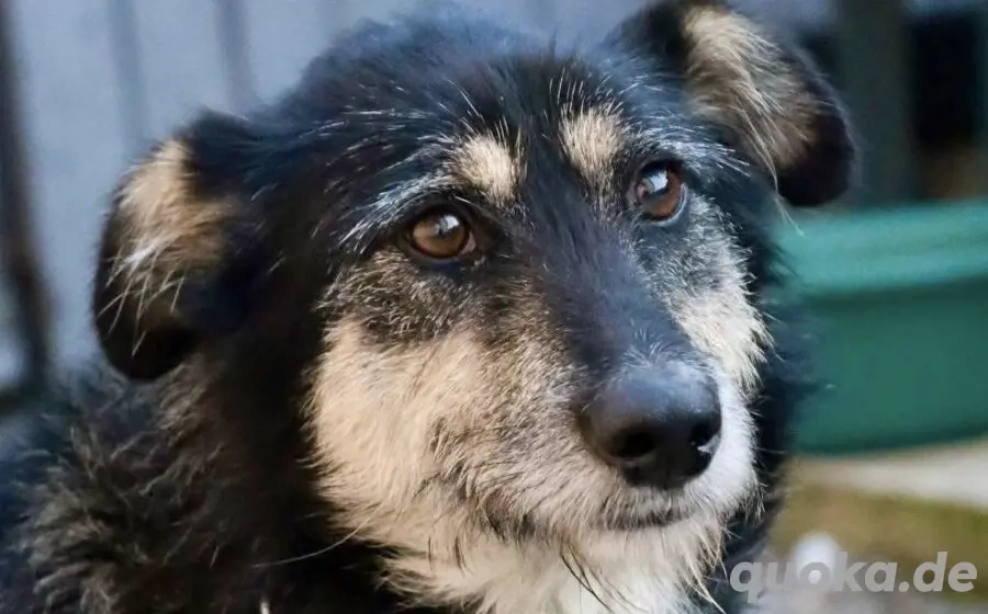 Sanfter Wuschelkopf Star wartet auf ihr Wunder