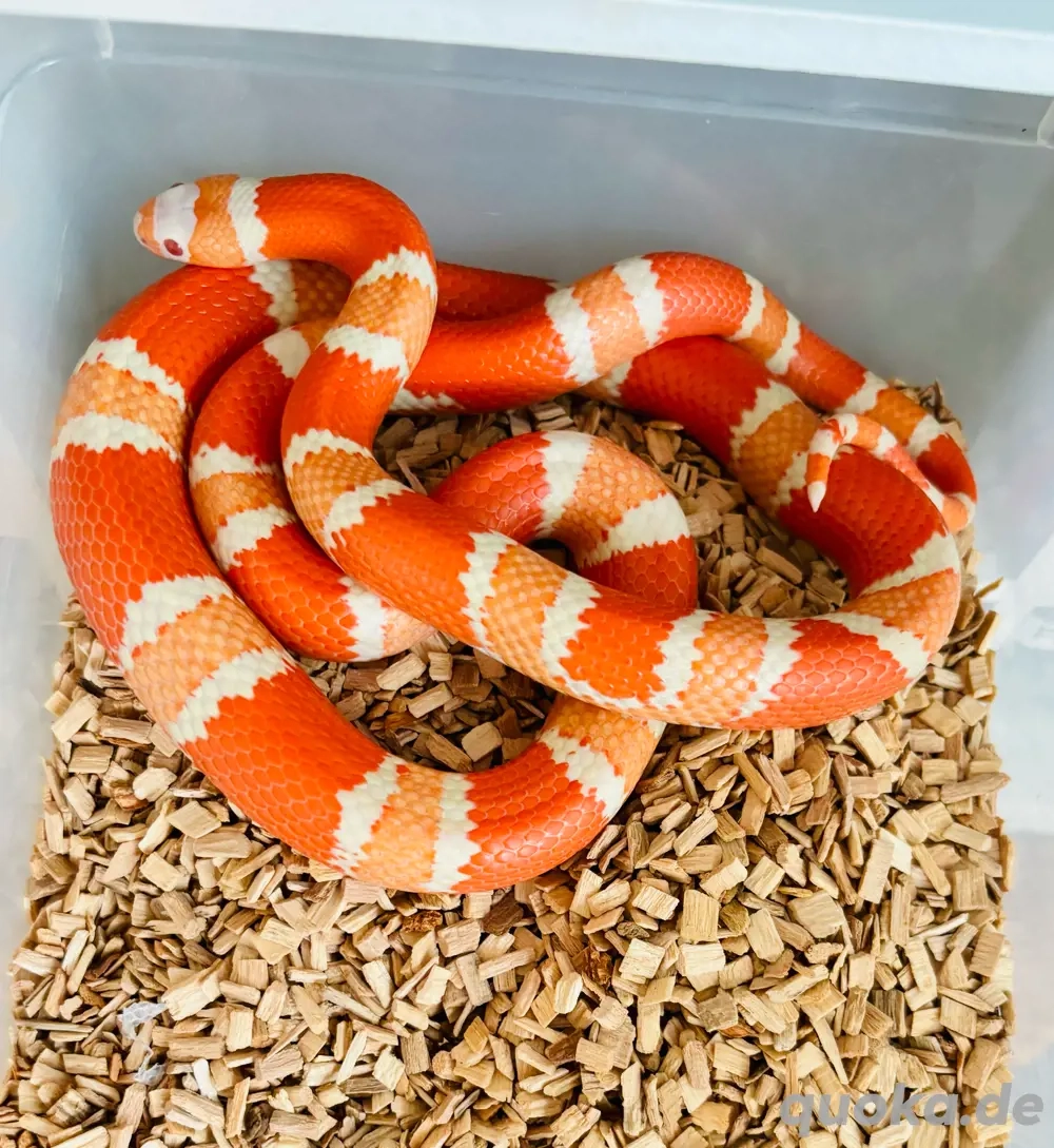 Lampropeltis Hondurensis