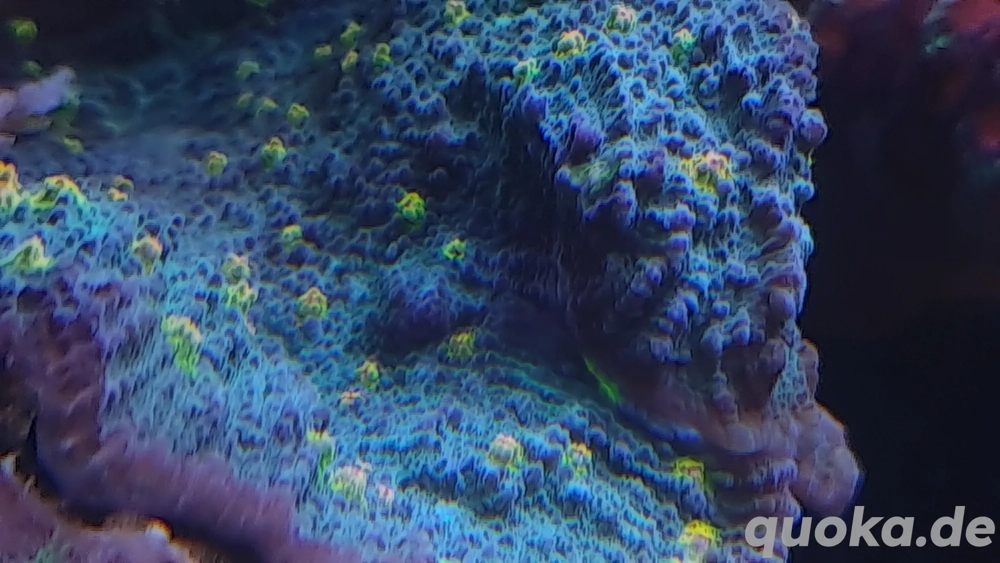 Meerwasser,Chalice Ableger