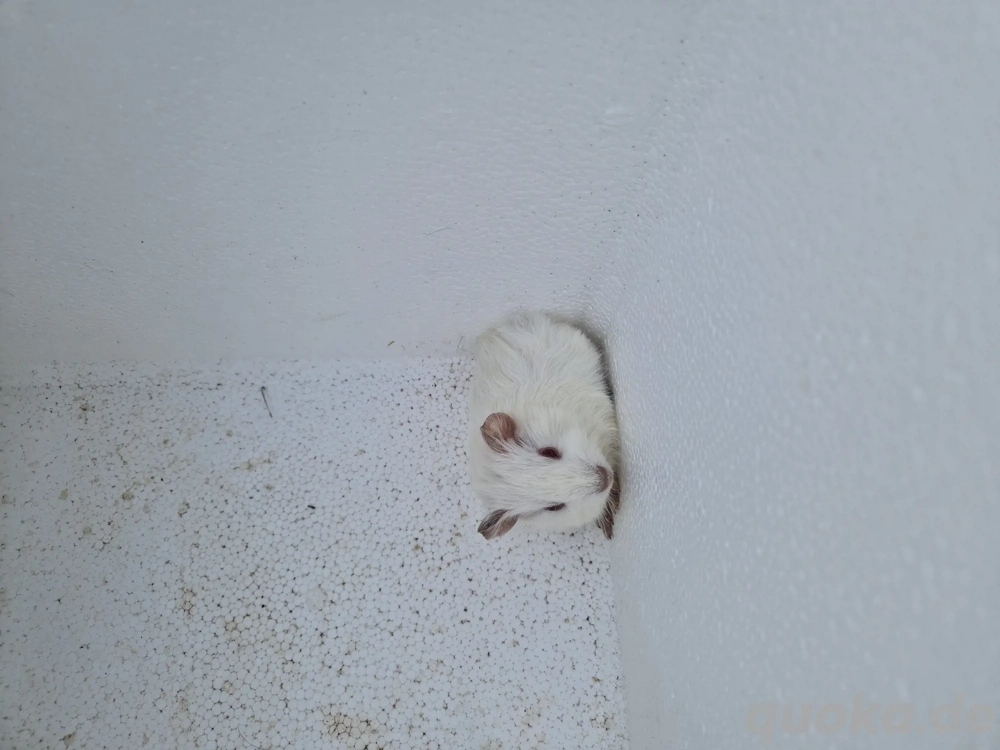 Meerschweinchen-Jungtiere