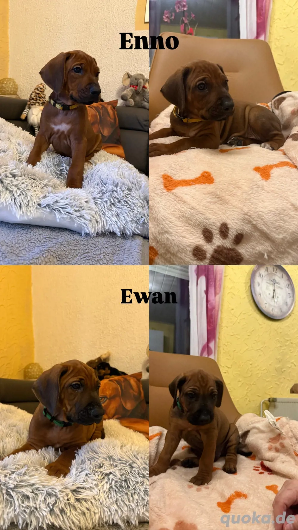 2 Rhodesian Ridgeback Welpen 