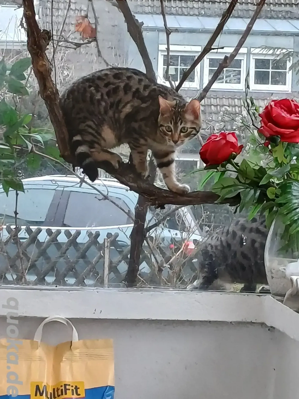 Tommy Sucht Personal 