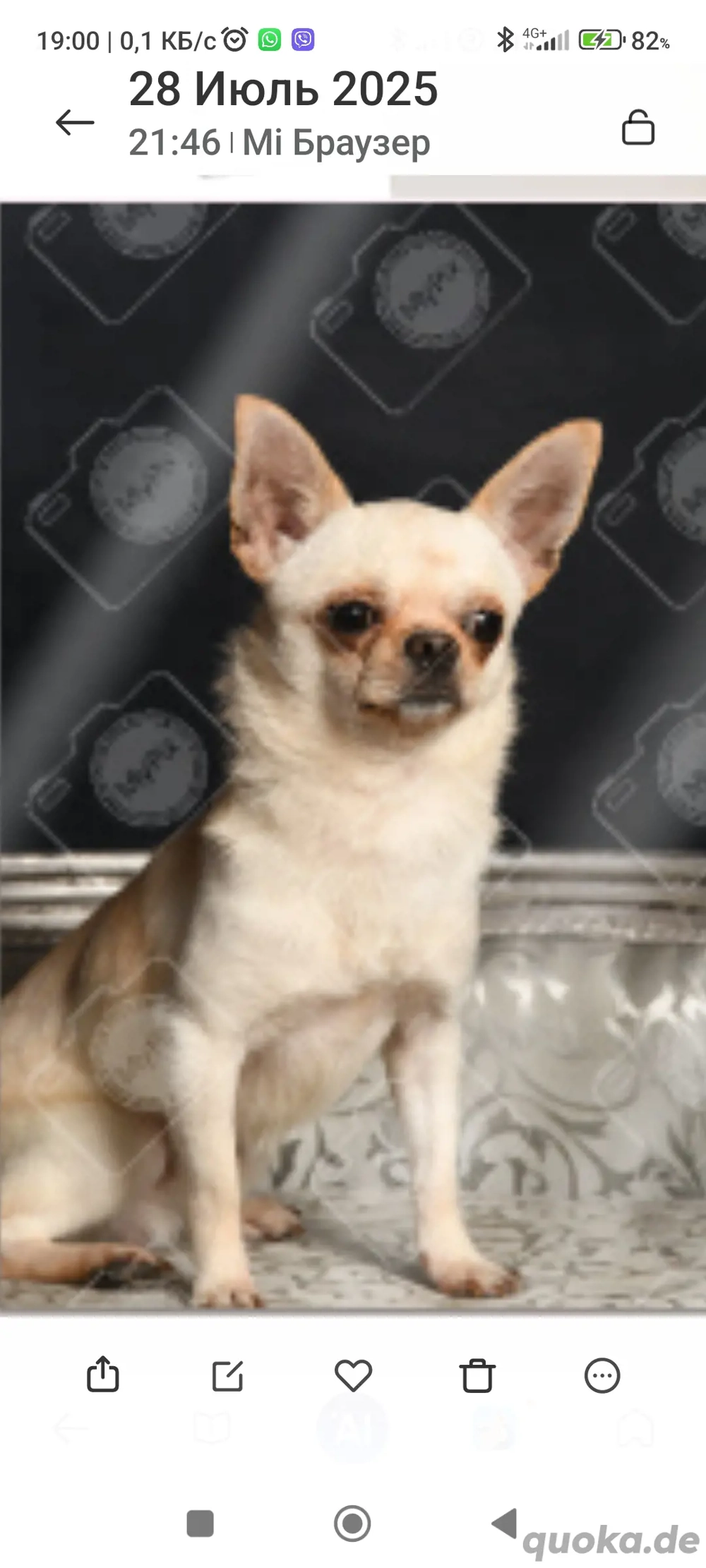 Chihuahua-Deckrüde (nicht zu verkaufen)