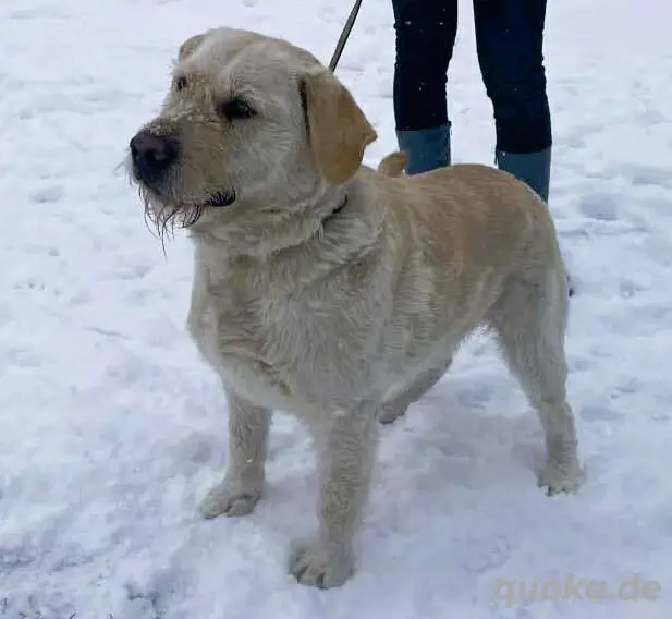 Labbi Mix  TOM  voller Lebensfreude und Freundlichkeit