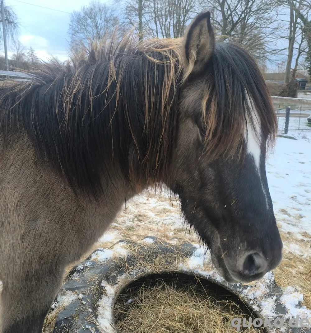 Konik Zweijähriger dunkler Grulla 