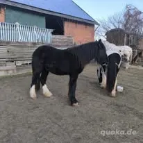 Wunderschöner Smoky Black Irish Cob